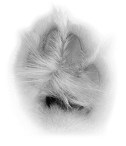 Paw Seal