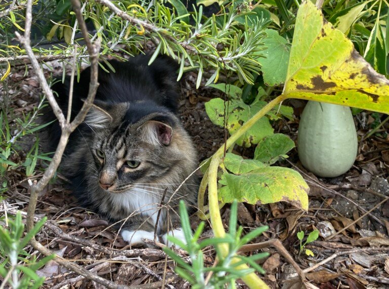 Dangerpuff’s Guide to Mindfulness