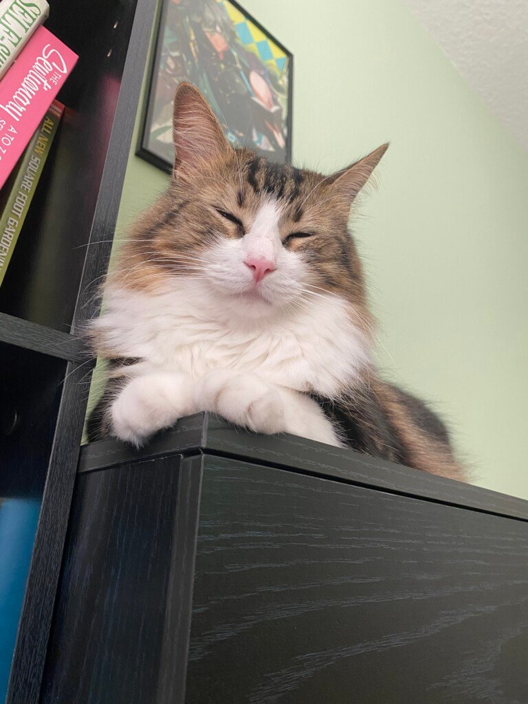 What is Recipawcity?